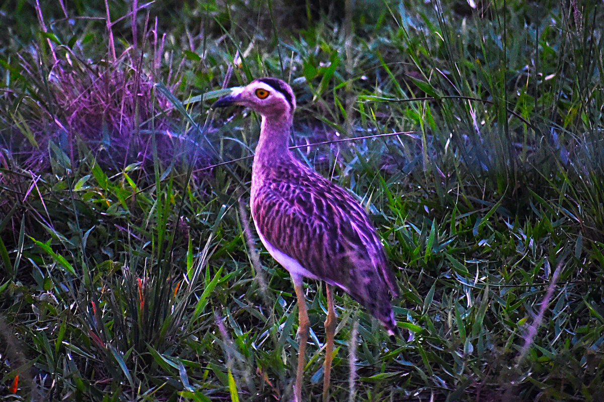 Double-striped Thick-knee - Ricardo Gómez Samaniego