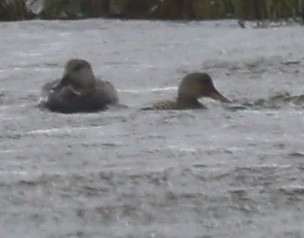 Gadwall - burton balkind