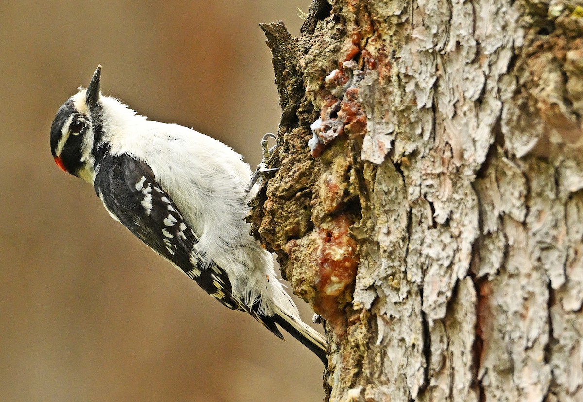 Pileated Woodpecker - Wayne Oakes