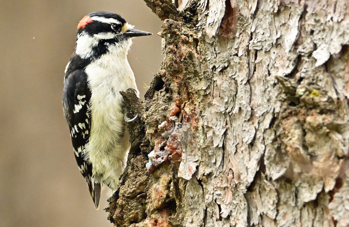 Pileated Woodpecker - Wayne Oakes