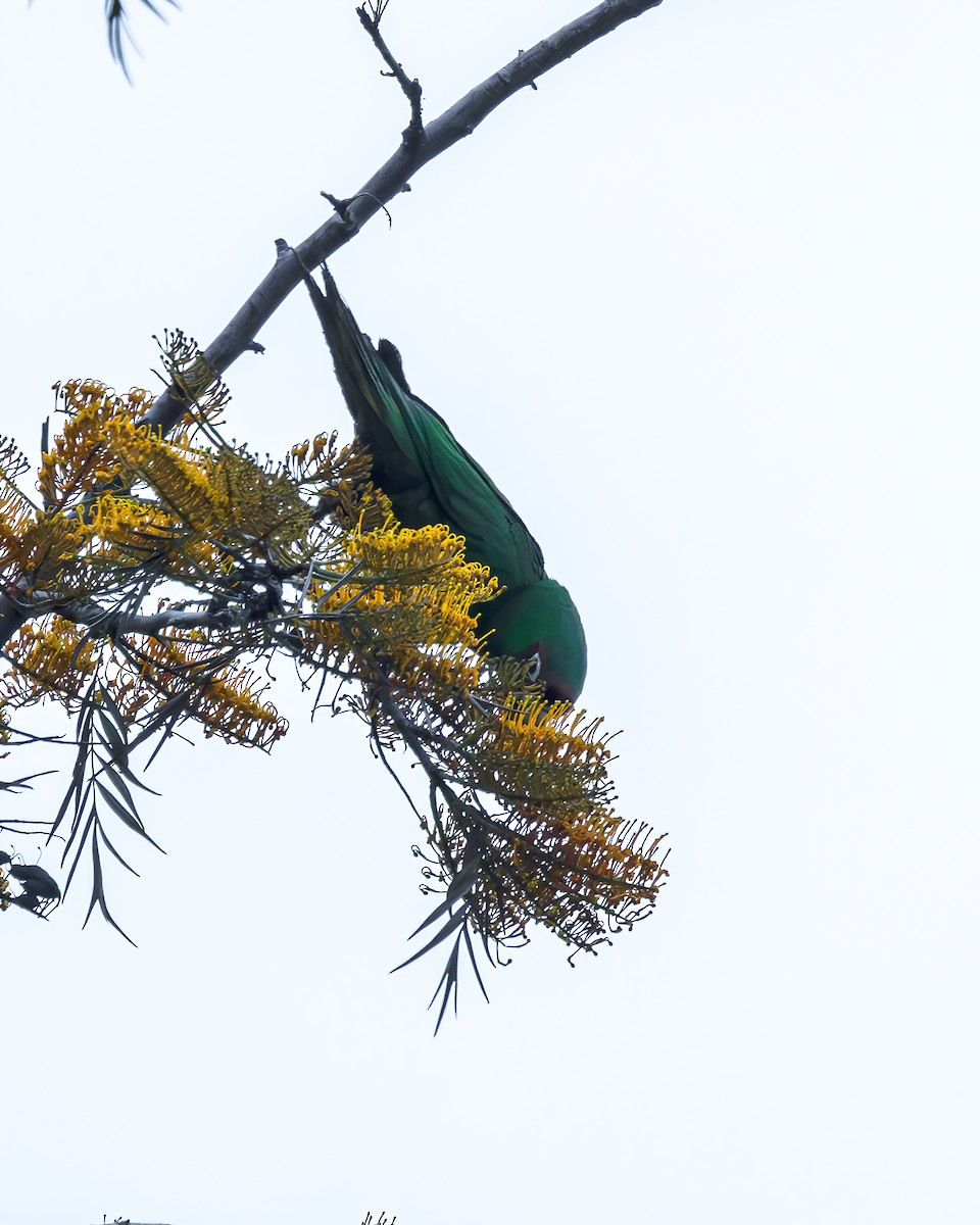 Conure mitrée - ML619546378