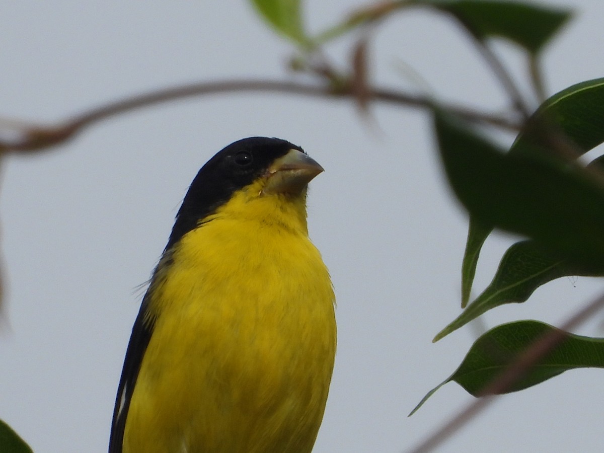 Lesser Goldfinch - Jose Fernando Sanchez O.