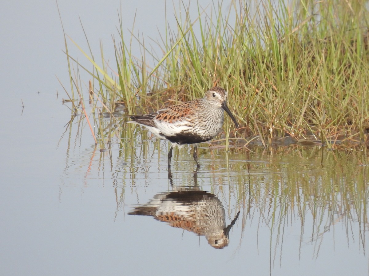 Dunlin - Cindy Leffelman