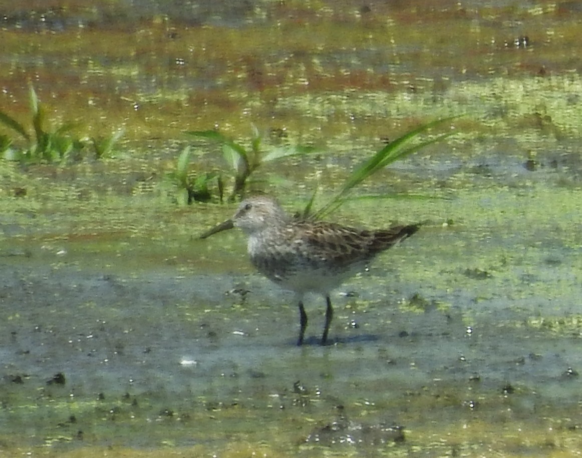 White-rumped Sandpiper - Kent Miller