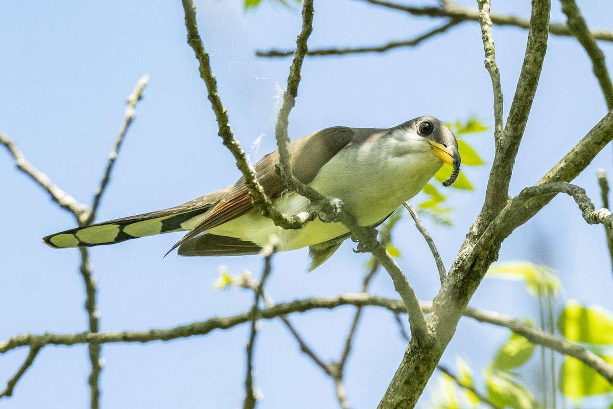 Yellow-billed Cuckoo - ML619546397