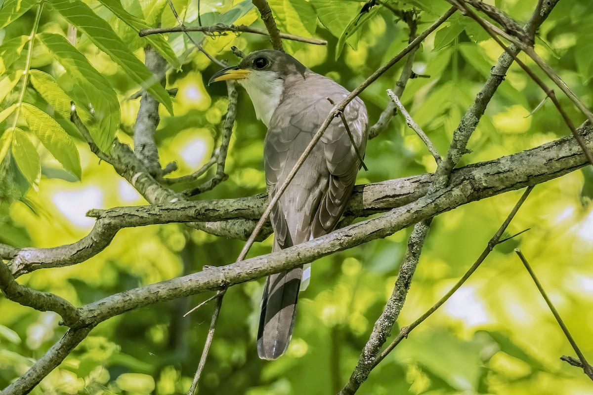 Yellow-billed Cuckoo - David Rodenhiser