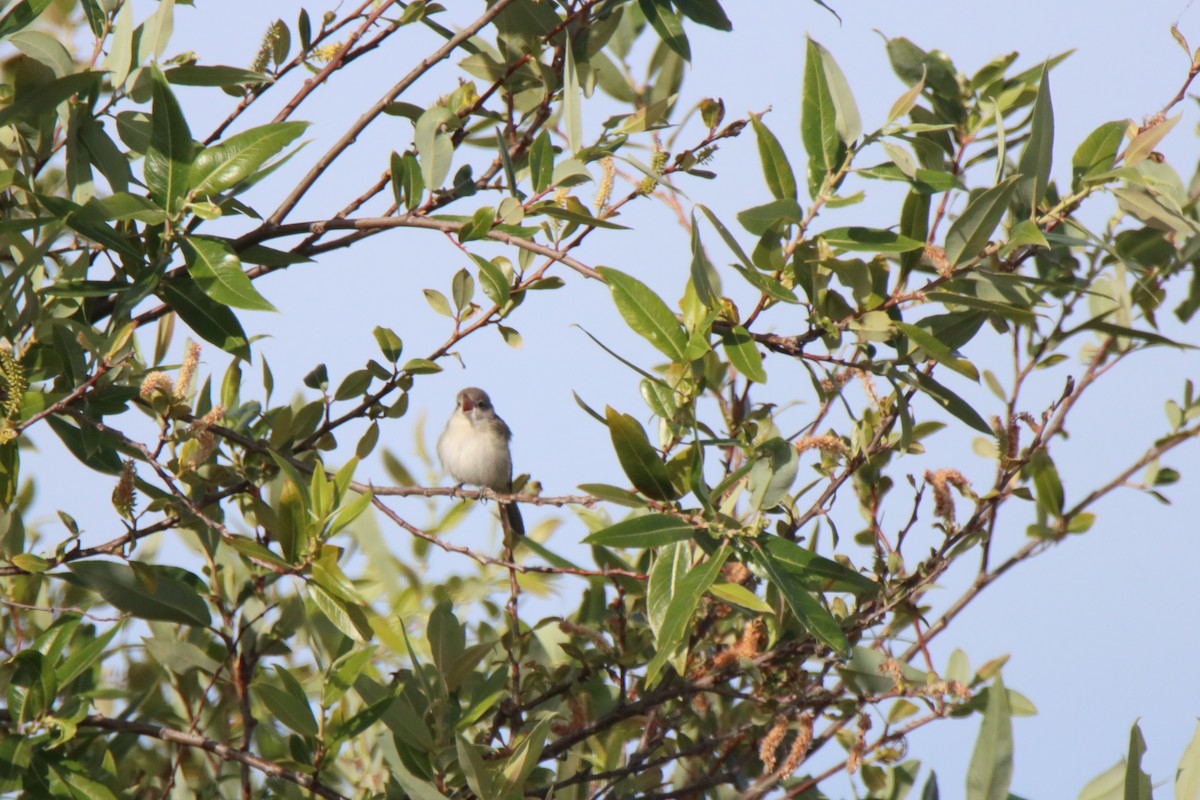 Bell's Vireo - Vicky Atkinson