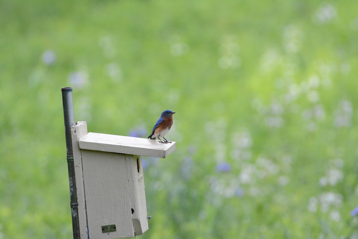 Eastern Bluebird - Wes Hoyer