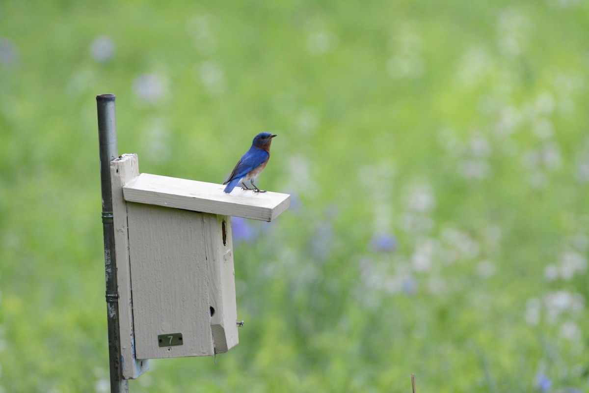 Eastern Bluebird - Wes Hoyer