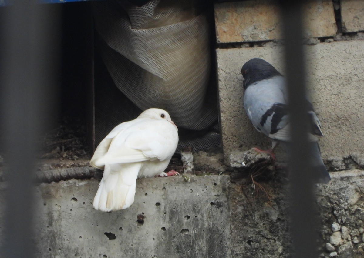 Rock Pigeon (Feral Pigeon) - Jose Fernando Sanchez O.