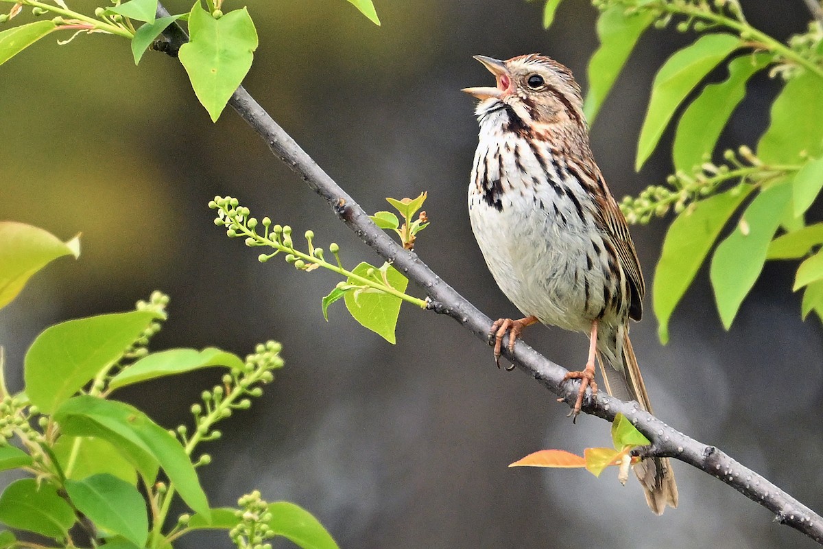 Song Sparrow - Wayne Oakes