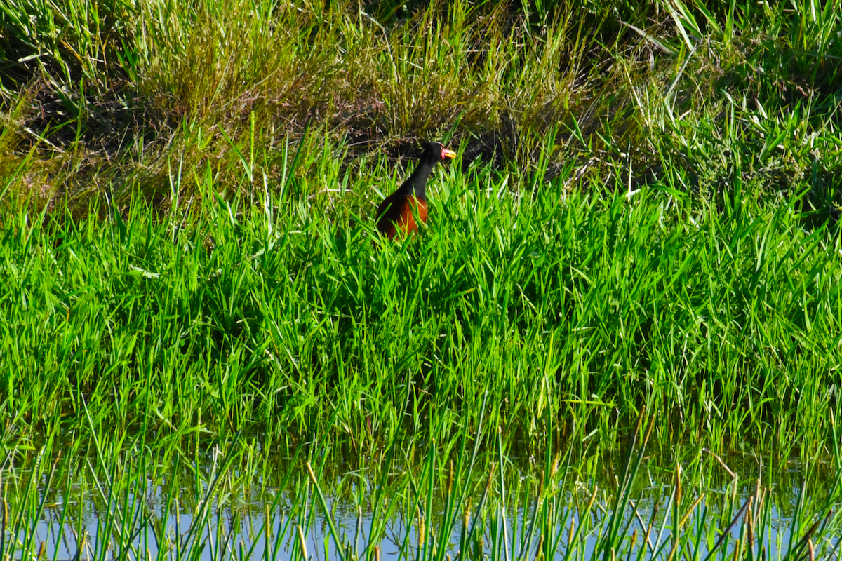 Wattled Jacana - Ricardo Gómez Samaniego