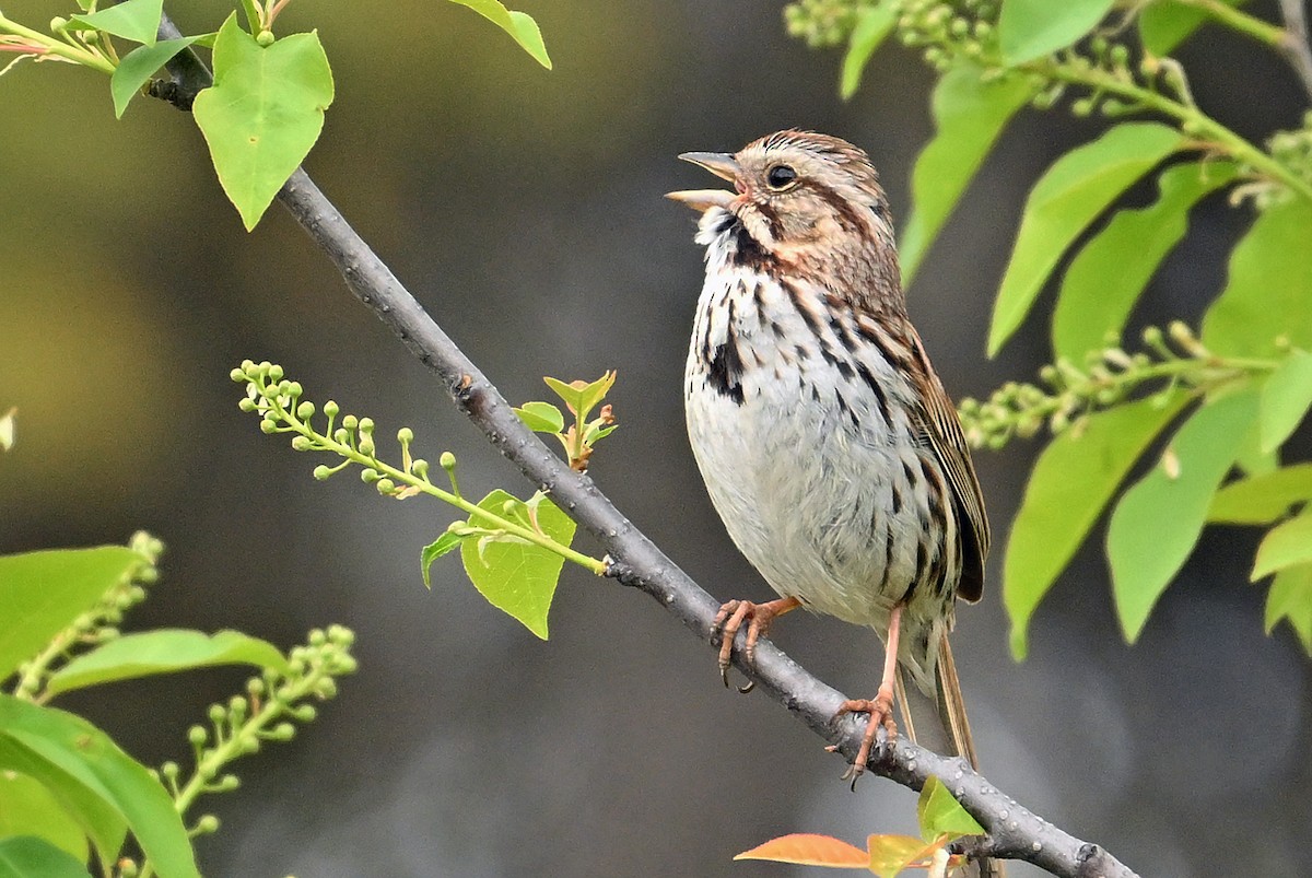 Song Sparrow - Wayne Oakes