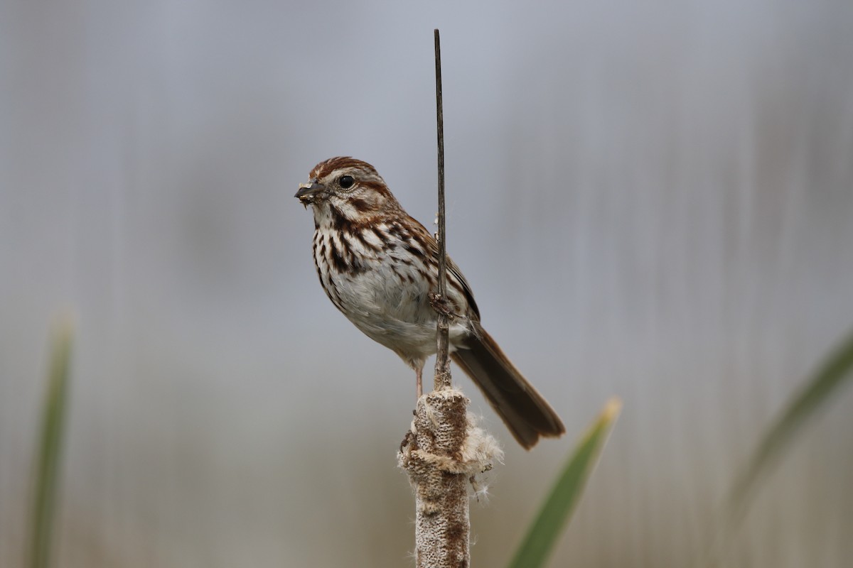 Song Sparrow - Richard Hugel