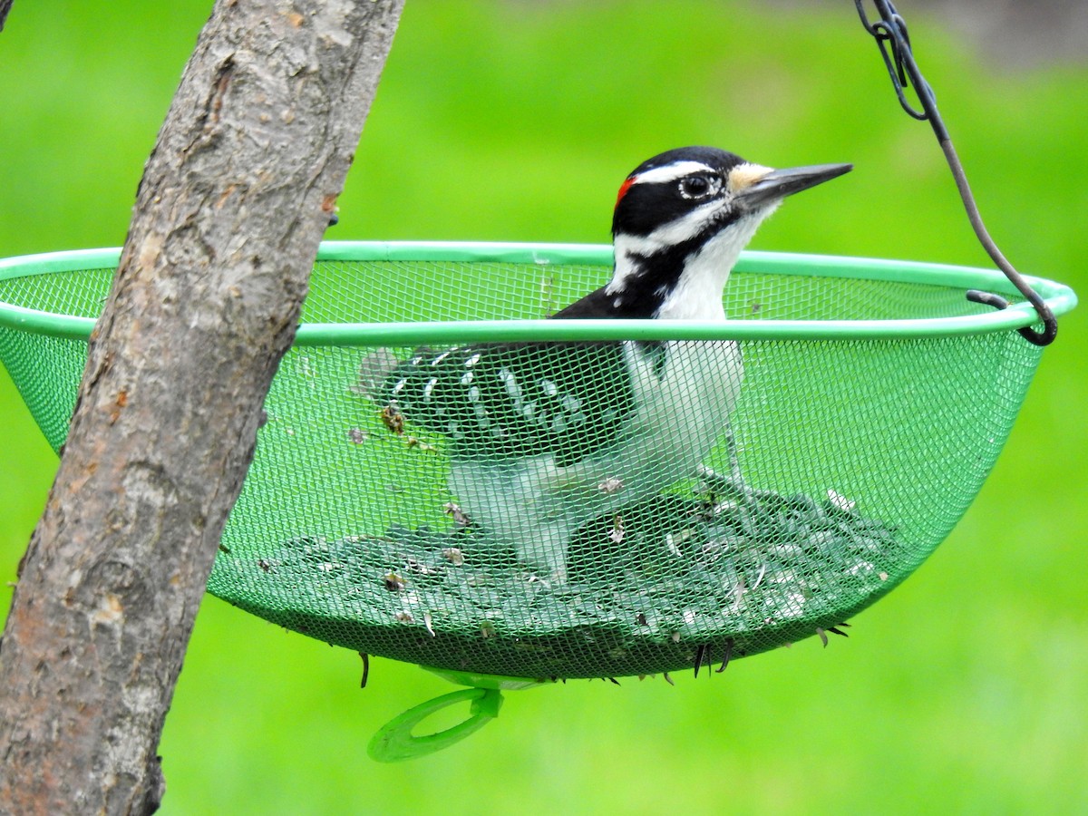 Hairy Woodpecker - Nicole St-Amant