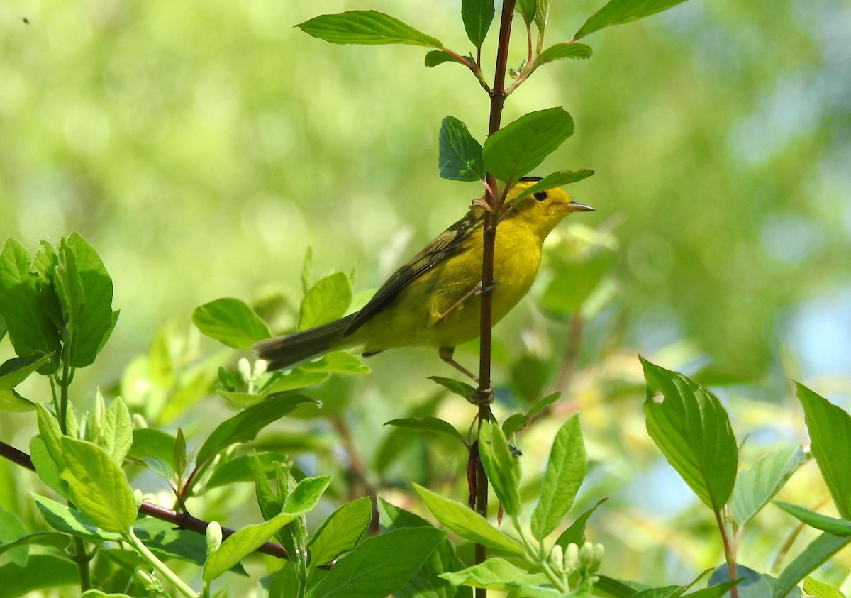 Wilson's Warbler - ML619546413