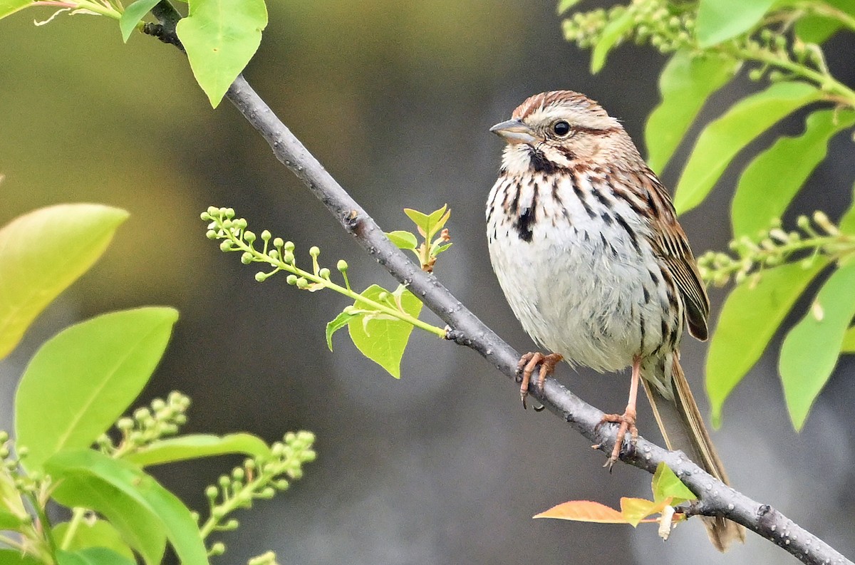 Song Sparrow - Wayne Oakes