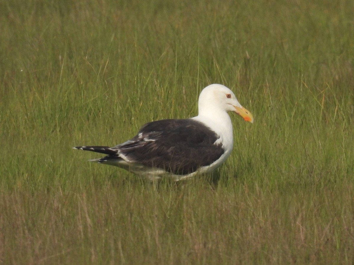 Great Black-backed Gull - ML619546417