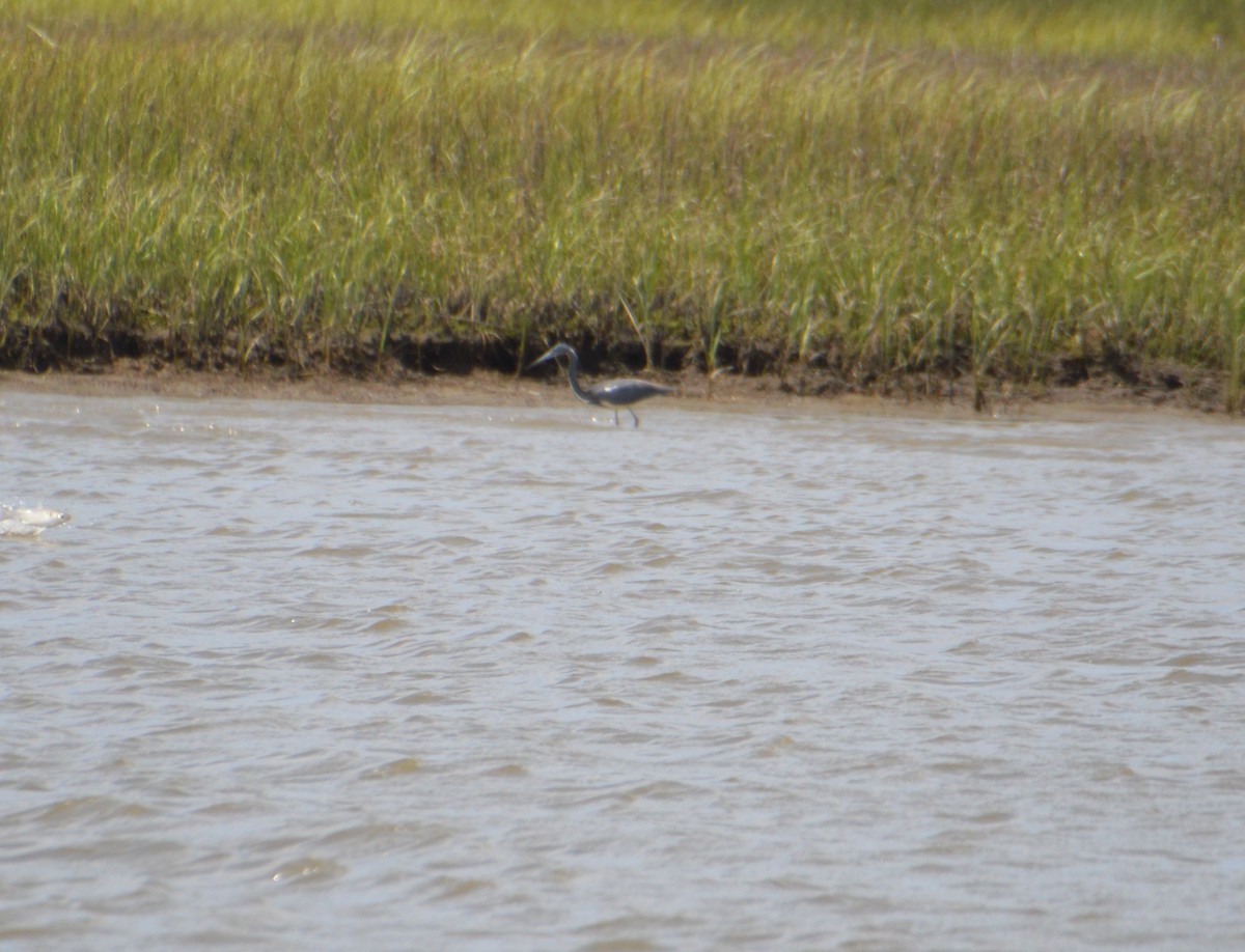 Tricolored Heron - Corinna Rostrom