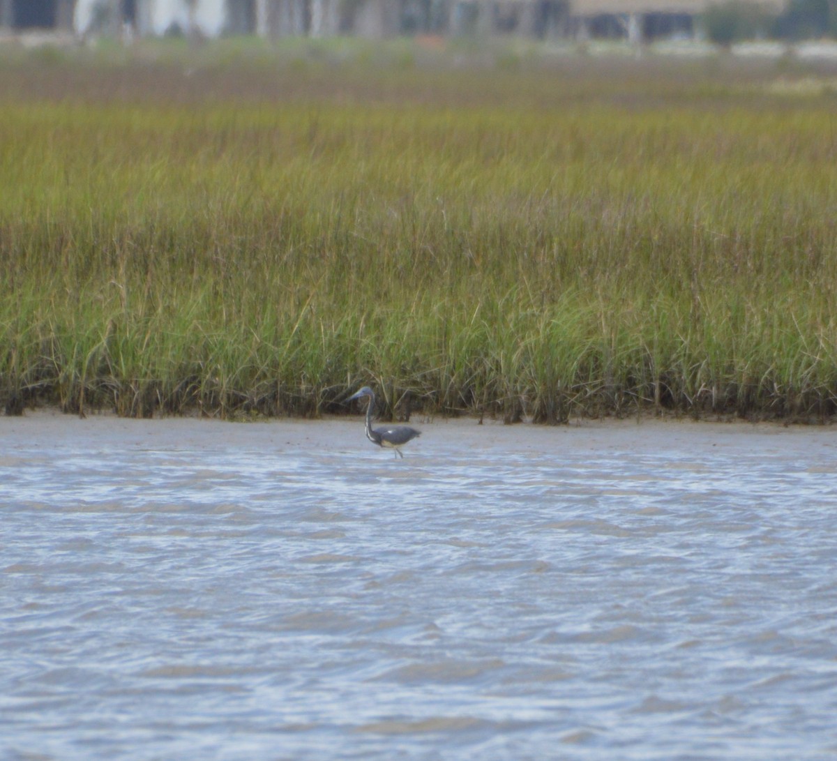 Tricolored Heron - ML619546419