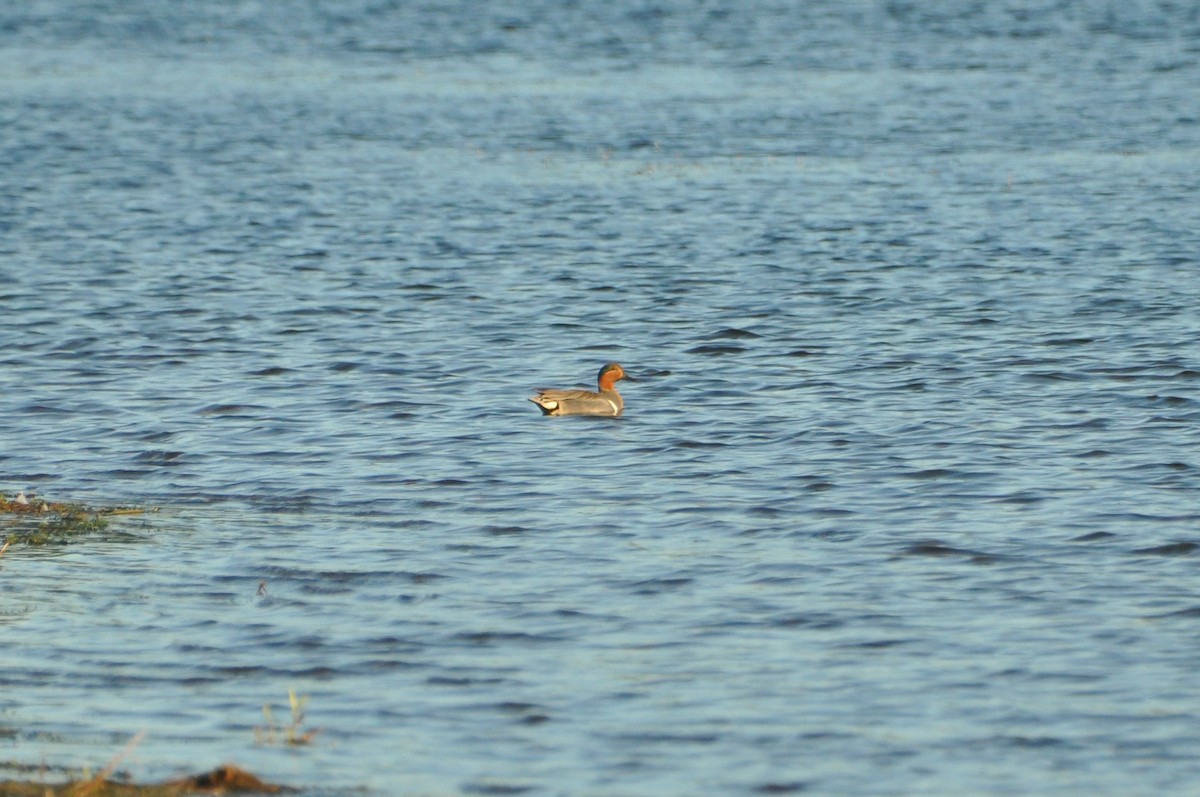 Green-winged Teal - Sam Collins