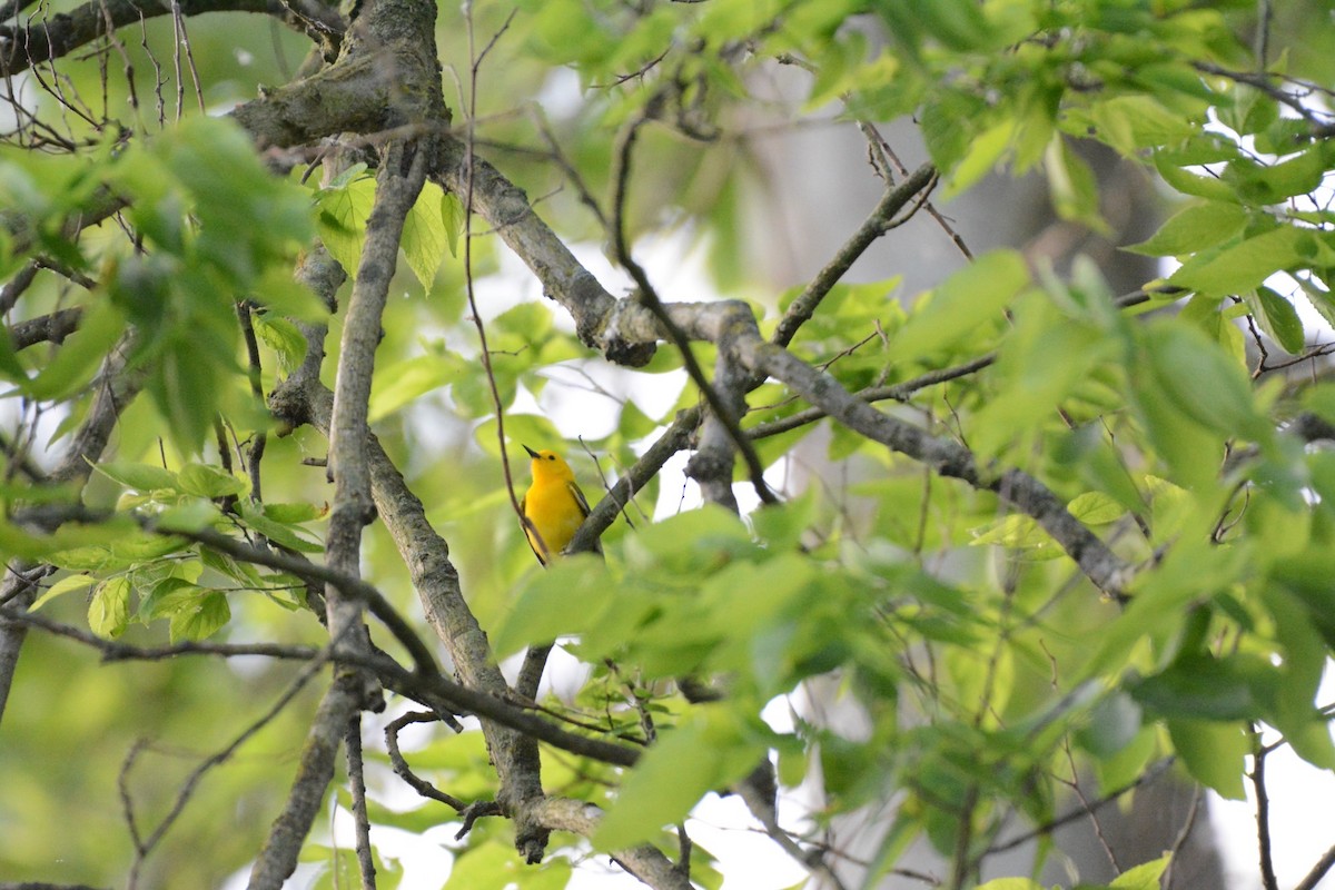 Prothonotary Warbler - Wes Hoyer