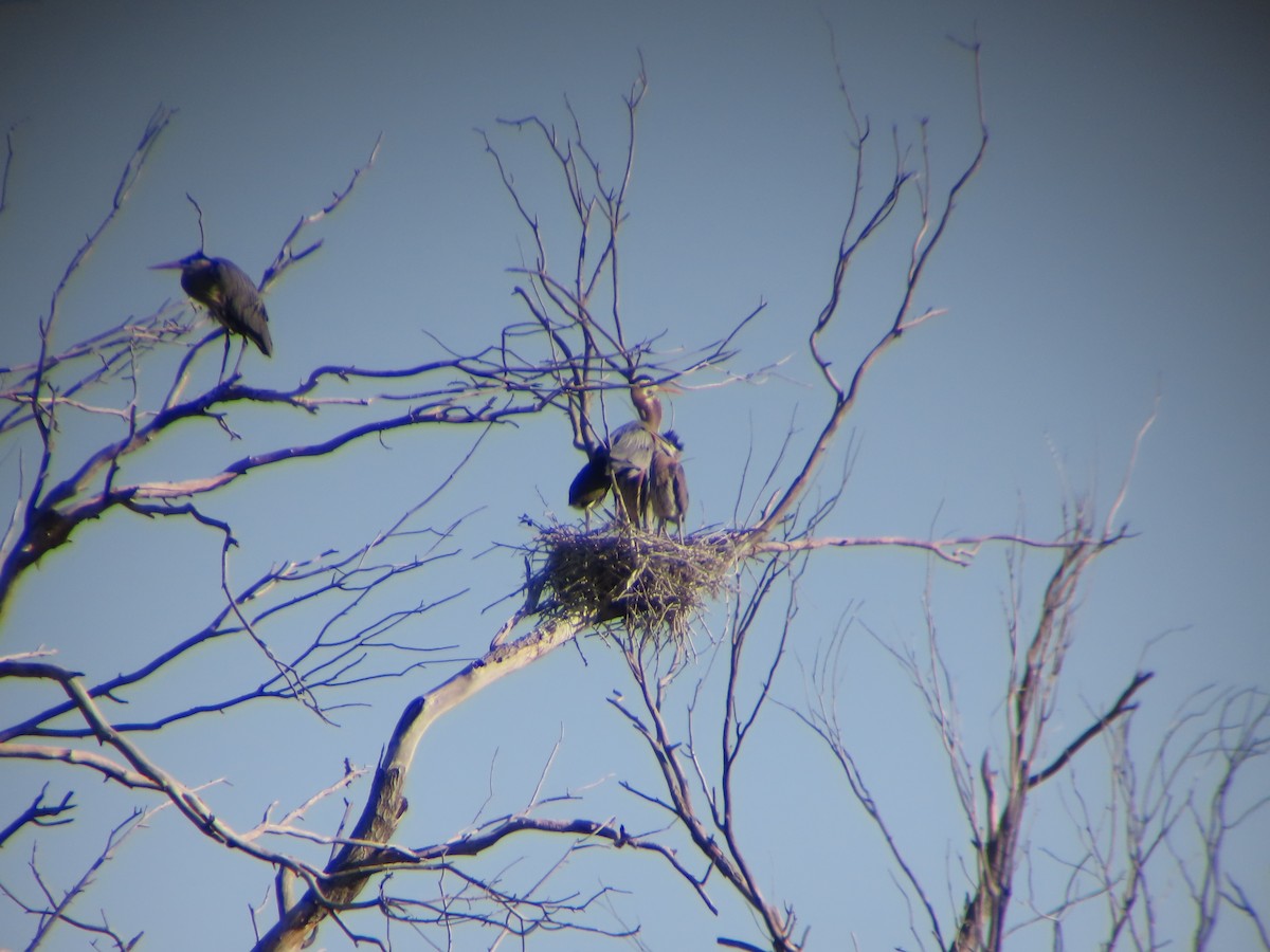 Great Blue Heron - ML619546428