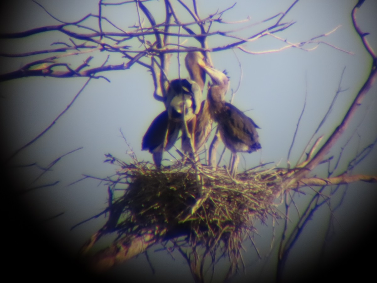 Great Blue Heron - ML619546429