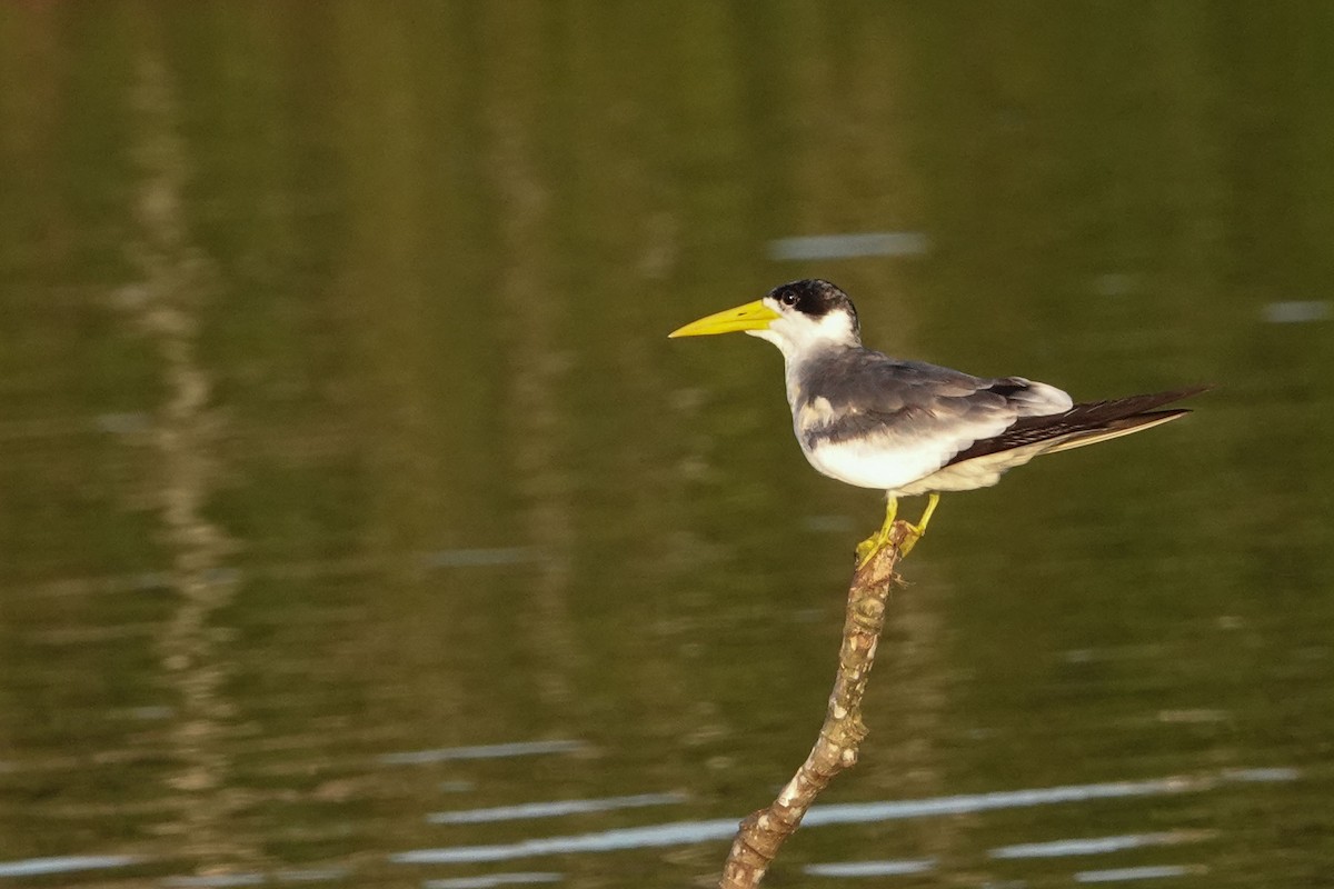 Large-billed Tern - Celesta von Chamier