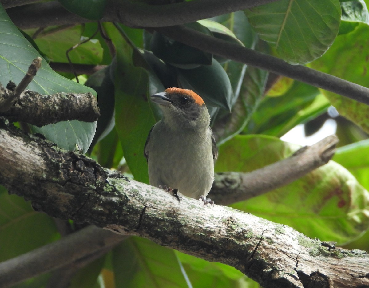 Scrub Tanager - Jose Fernando Sanchez O.