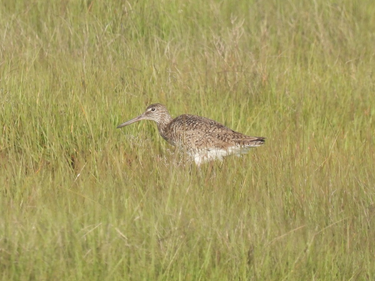 Willet - Cindy Leffelman