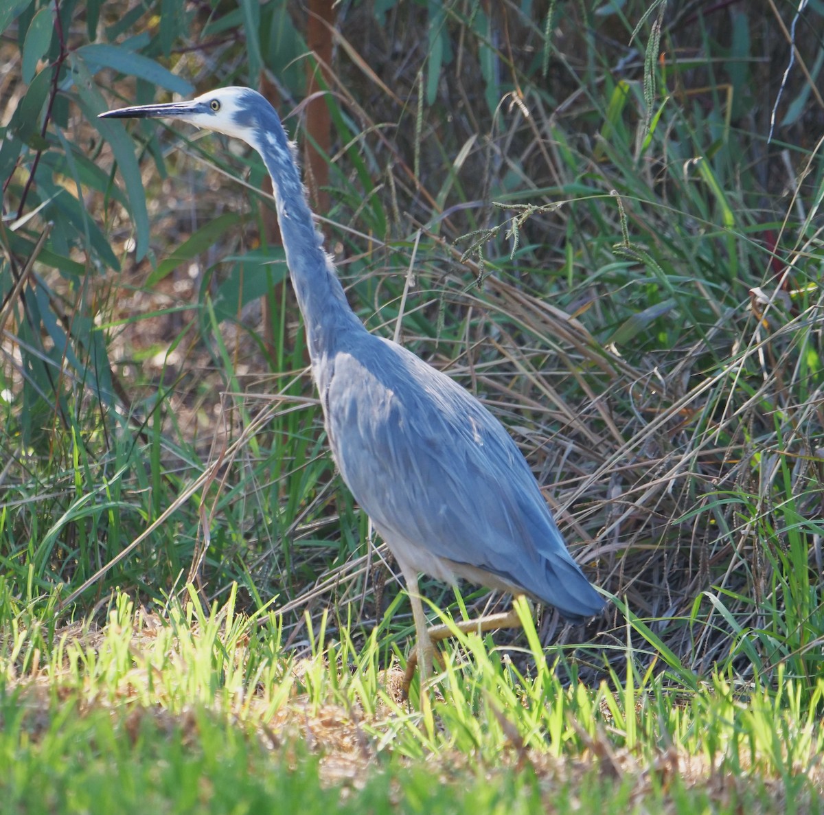 White-faced Heron - ML619546446