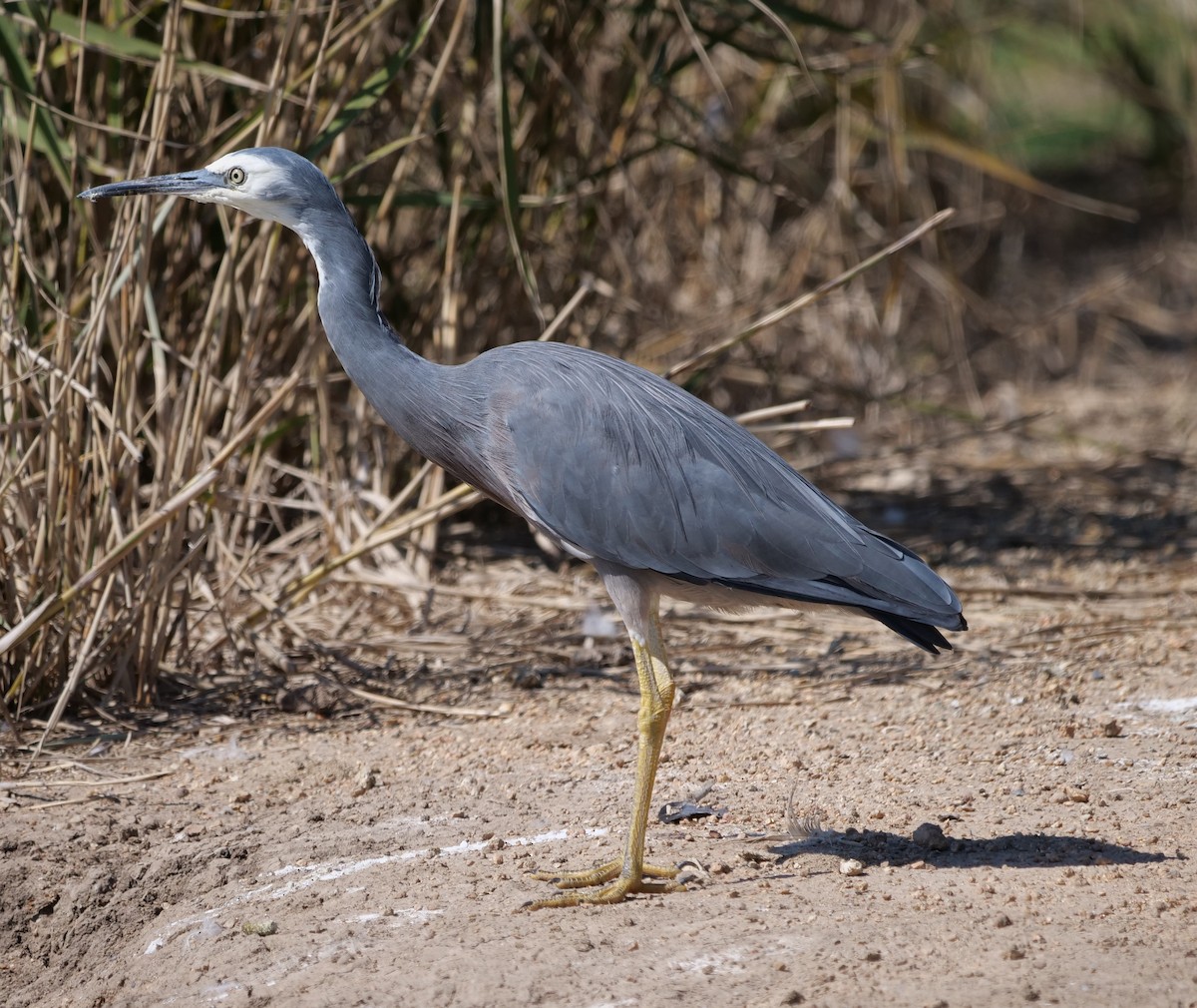 White-faced Heron - Ian Gibson