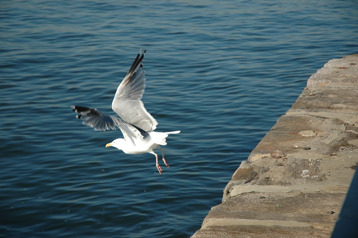 Gaviota Argéntea - ML619546449