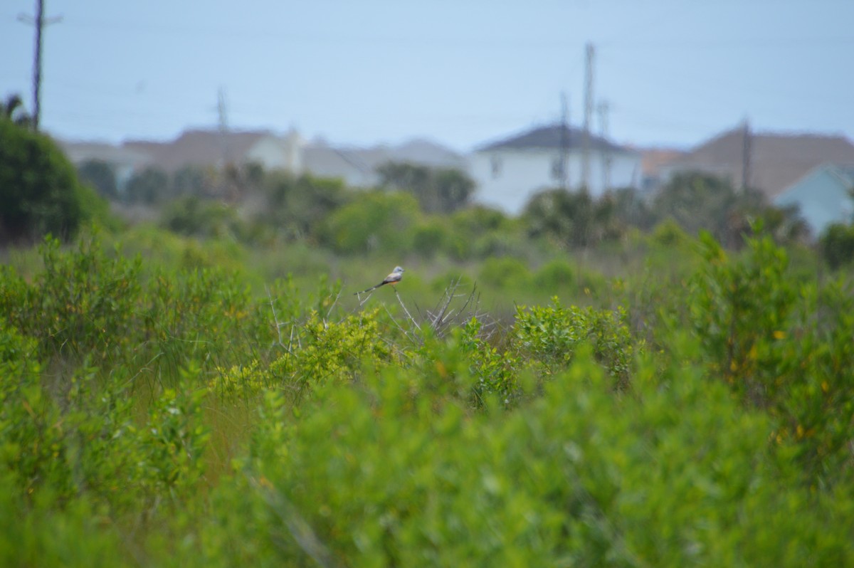 Scissor-tailed Flycatcher - Corinna Rostrom