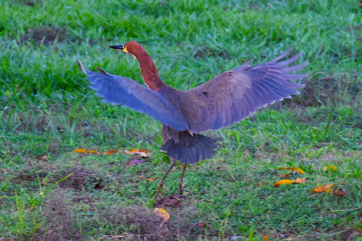 Rufescent Tiger-Heron - Ricardo Gómez Samaniego