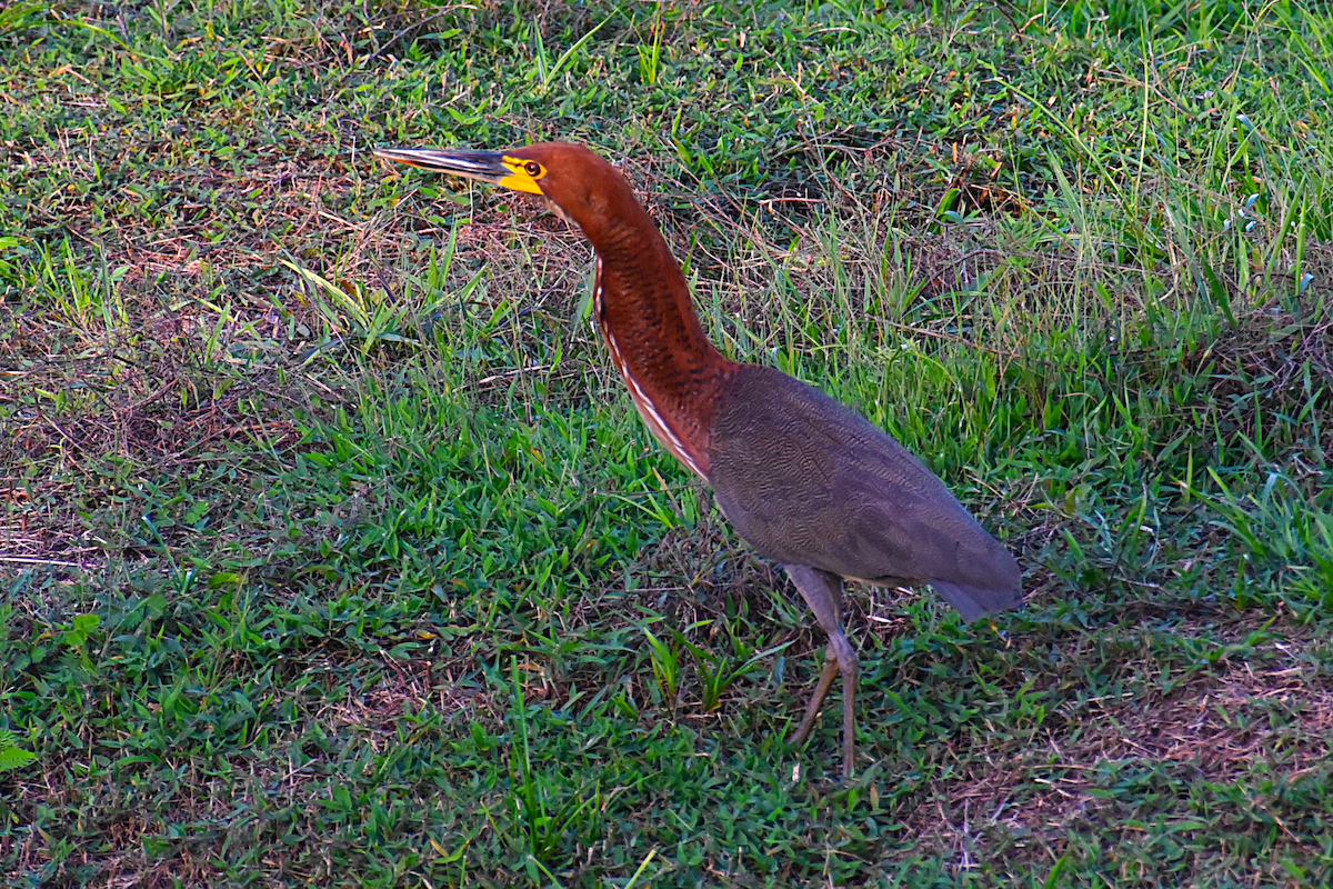 Rufescent Tiger-Heron - Ricardo Gómez Samaniego