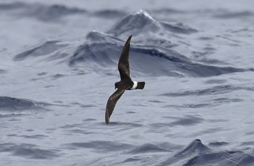 Band-rumped Storm-Petrel - Cathy McNeil