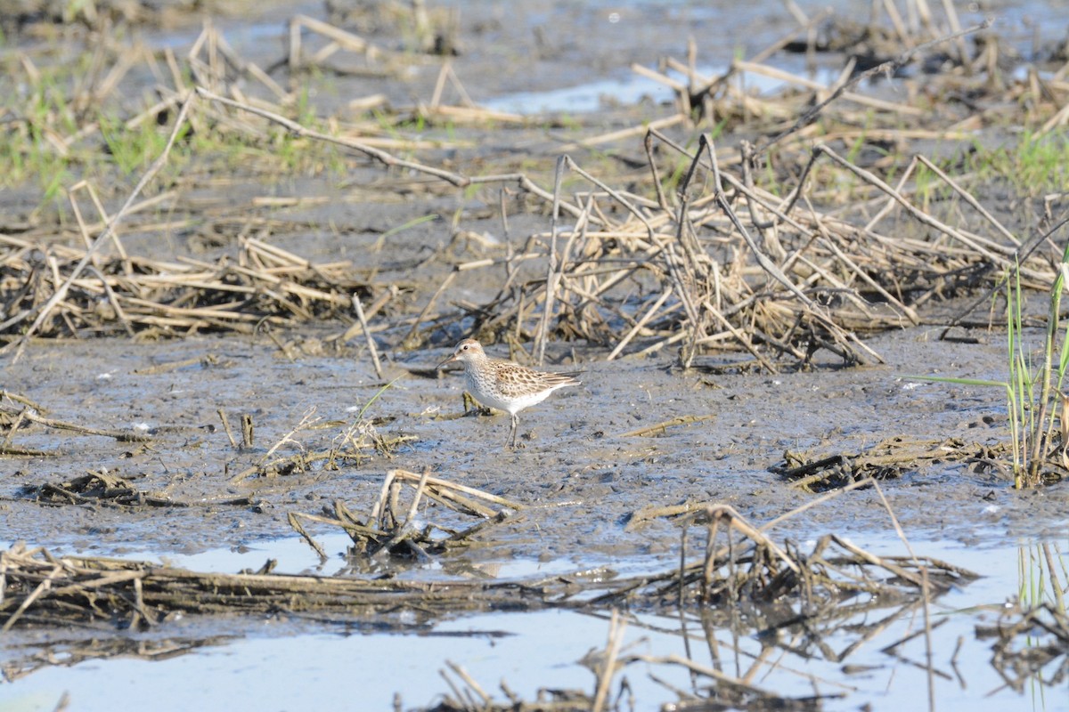 White-rumped Sandpiper - Wes Hoyer