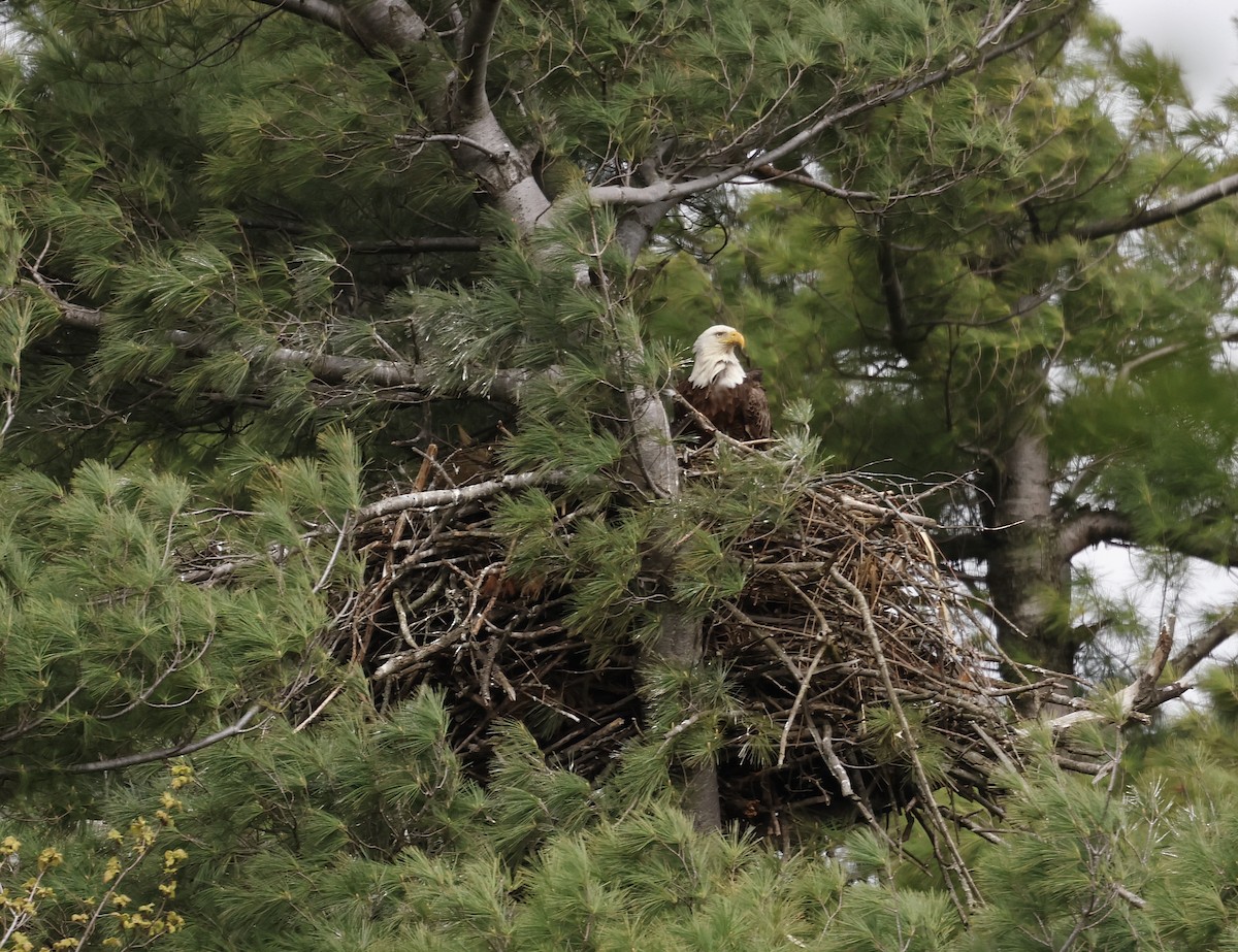 Bald Eagle - ML619546465