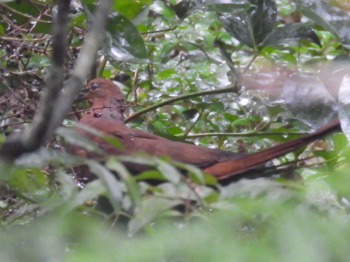 Brown Cuckoo-Dove - ML619546468