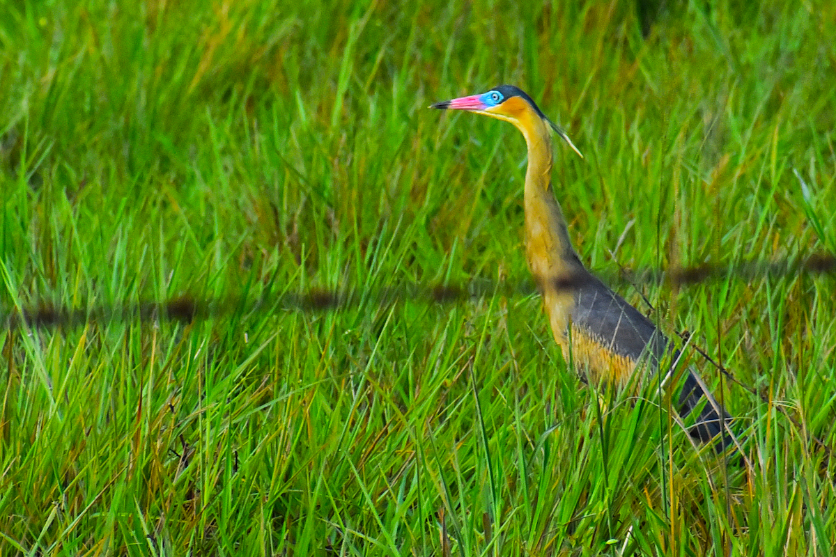 Whistling Heron - Ricardo Gómez Samaniego