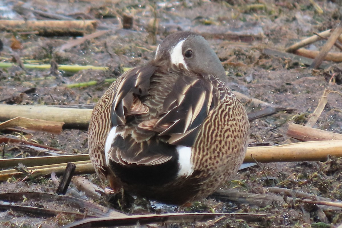 Blue-winged Teal - Jim Moore