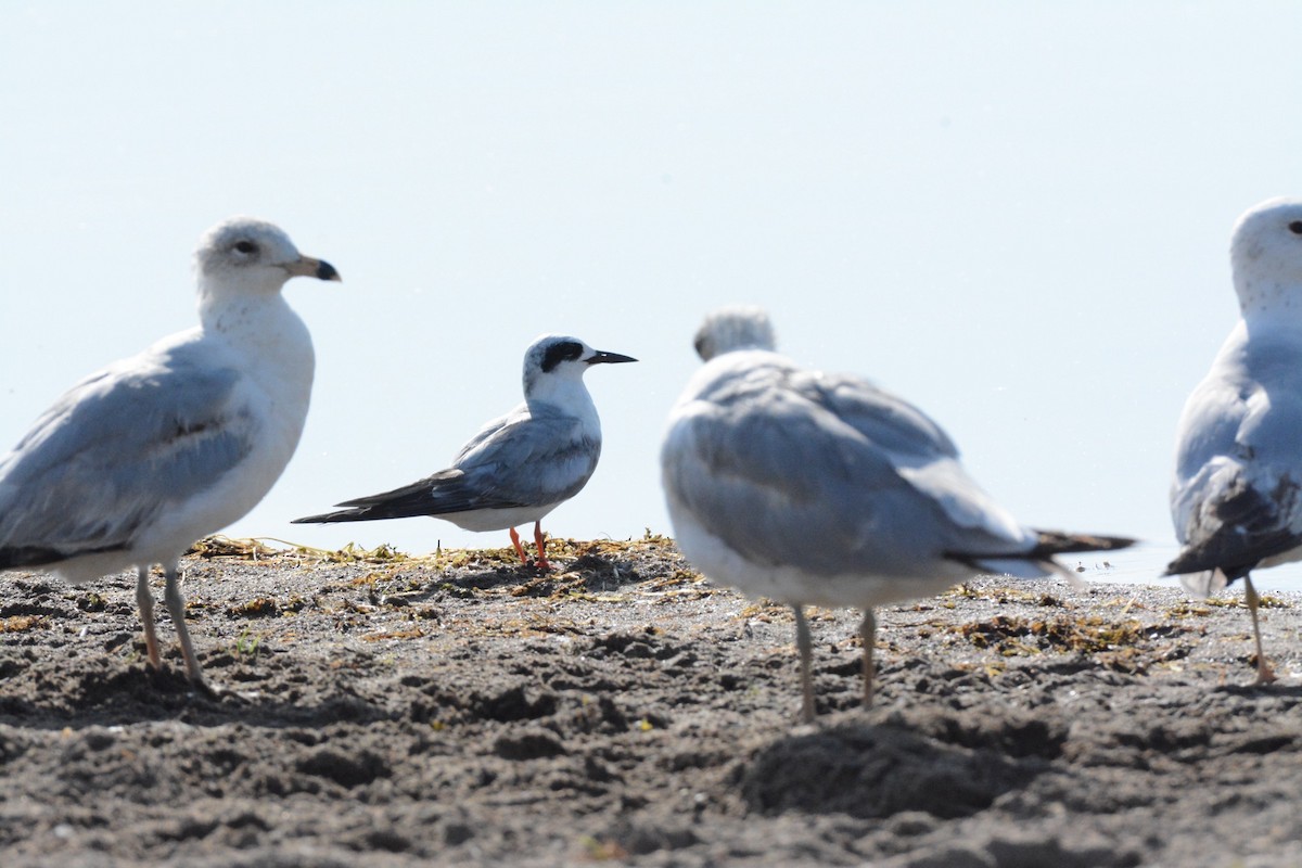 Forster's Tern - Wes Hoyer