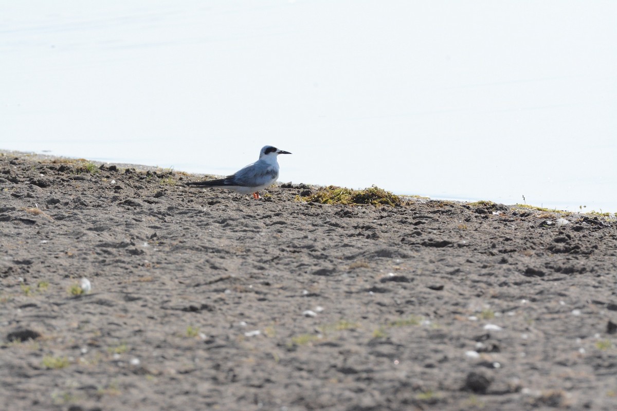 Forster's Tern - ML619546477