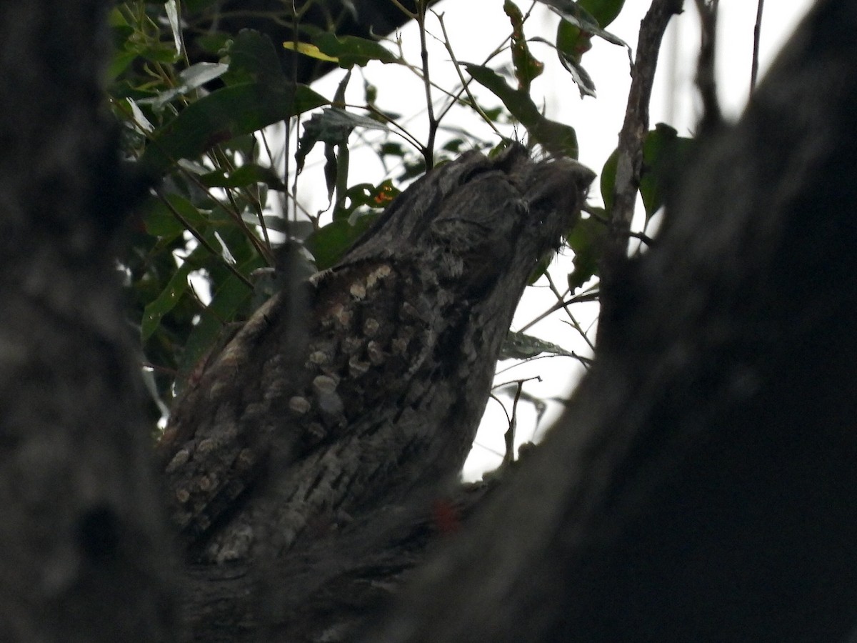 Tawny Frogmouth - ML619546478