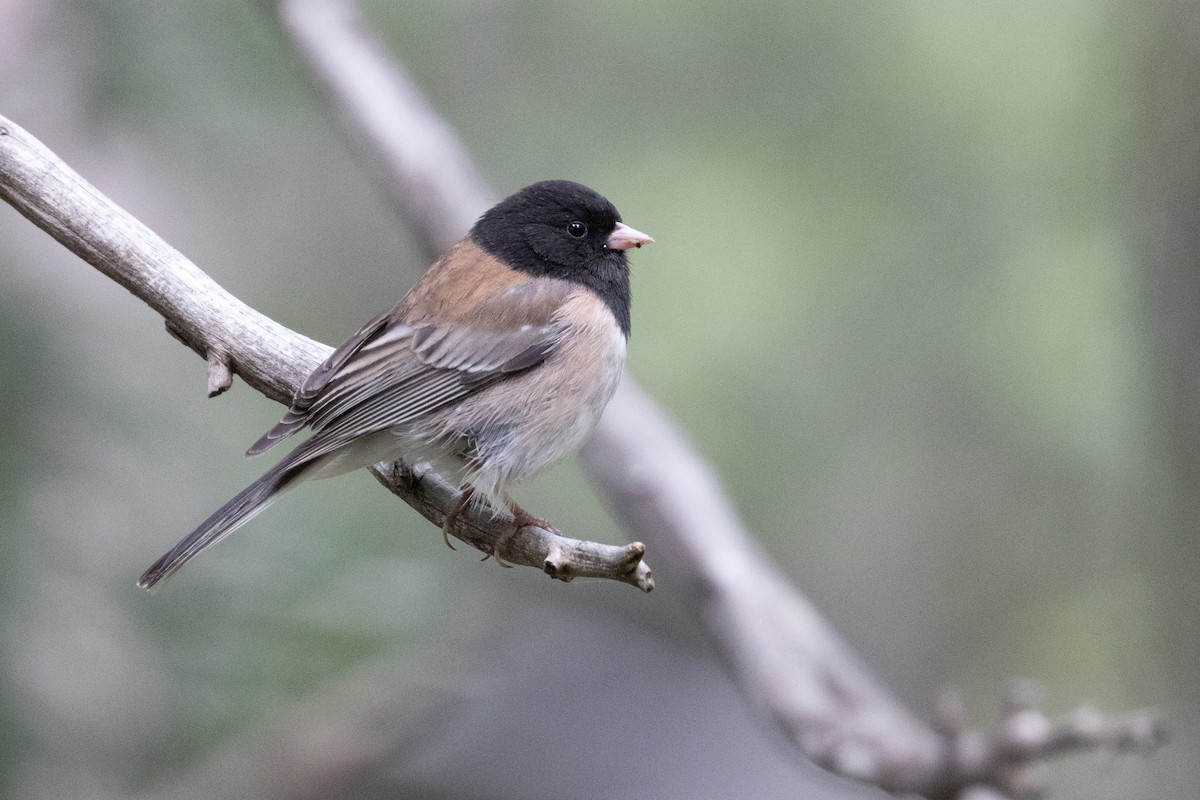 Dark-eyed Junco - Scott Marnoy