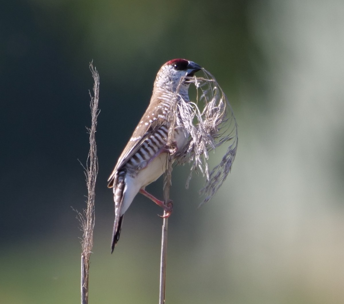 Plum-headed Finch - Ian Gibson