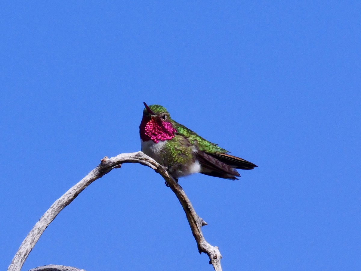 Broad-tailed Hummingbird - Brett Hartl