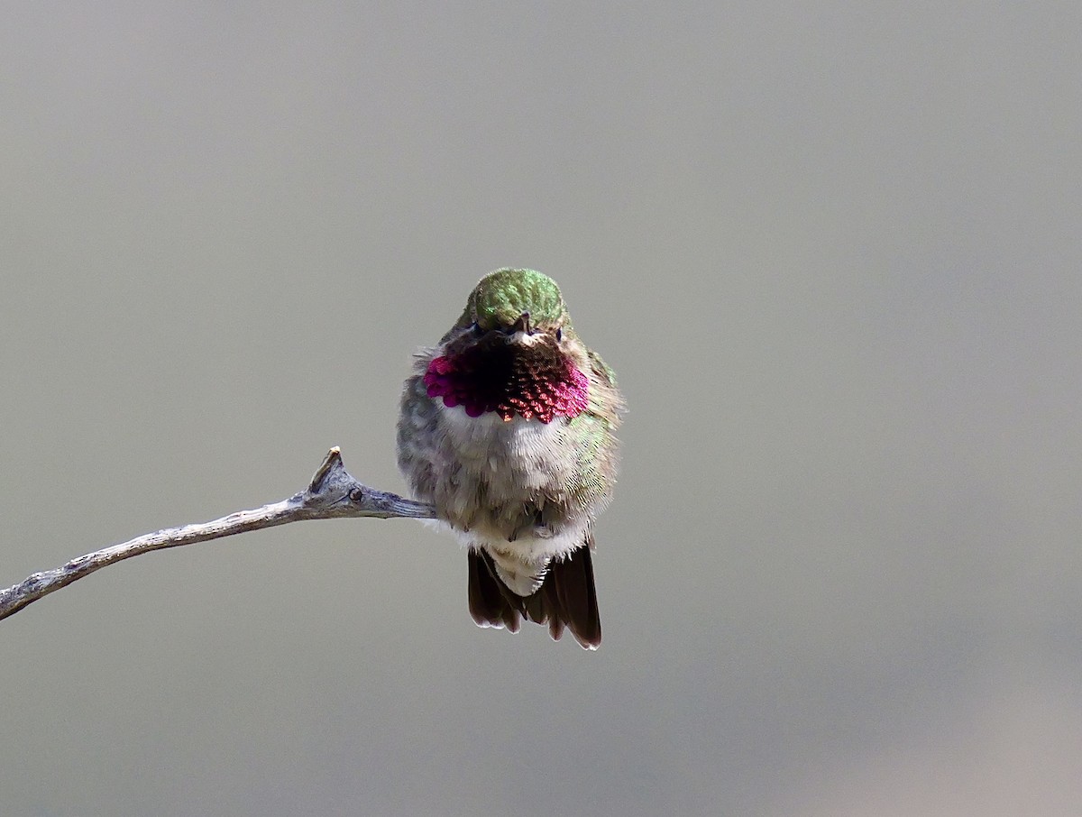 Broad-tailed Hummingbird - Brett Hartl